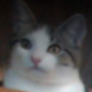 Meet your Posher, Penny